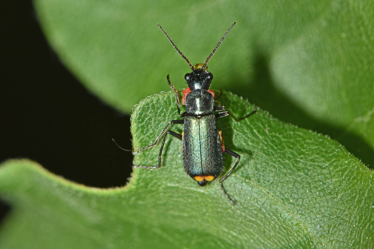 Malachiidae: Clanoptilus elegans?  con 